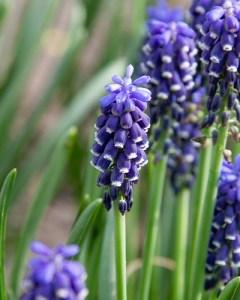 Muscari armeniacum Night Eyes